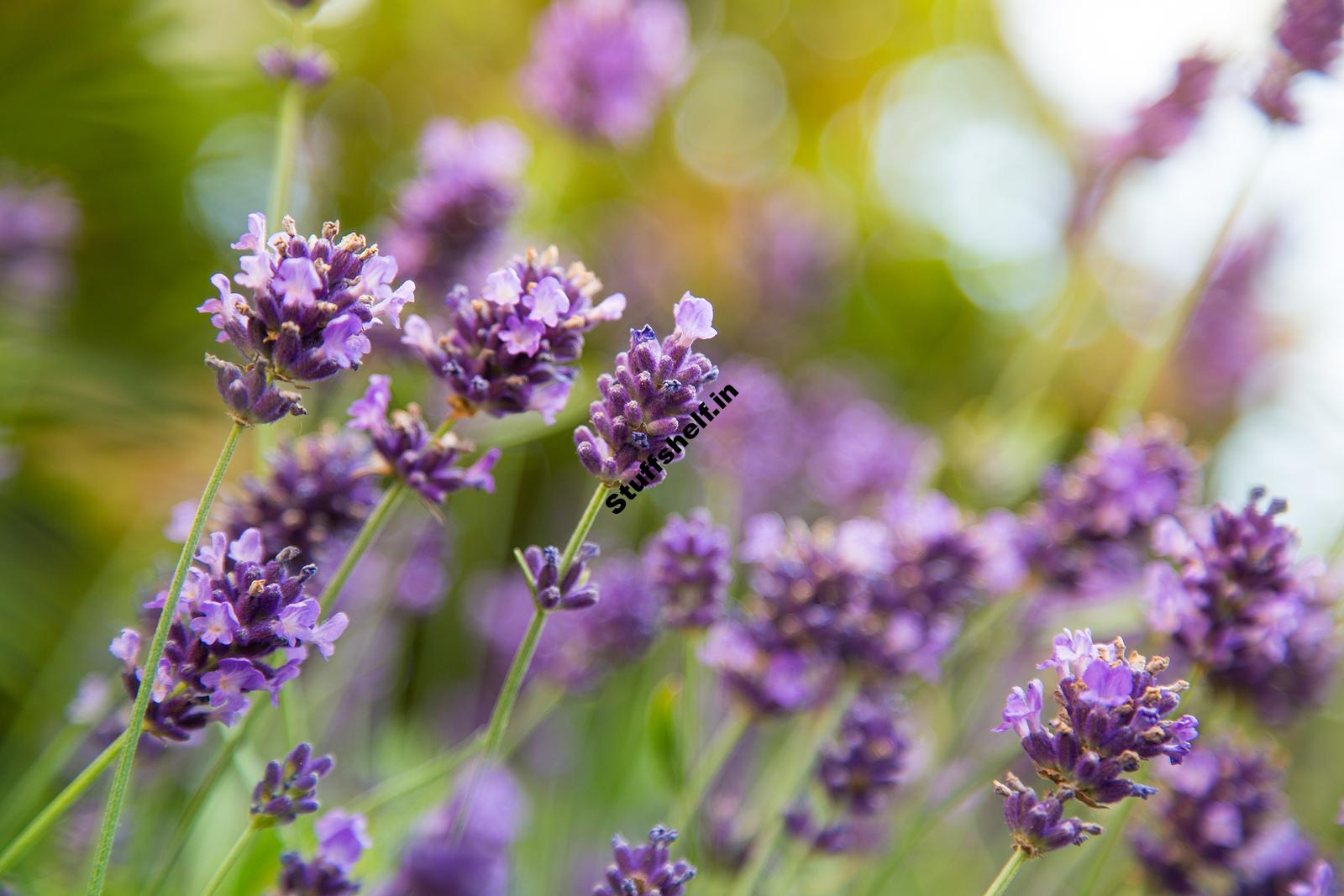 How to Plant Grow and Harvest Lavender