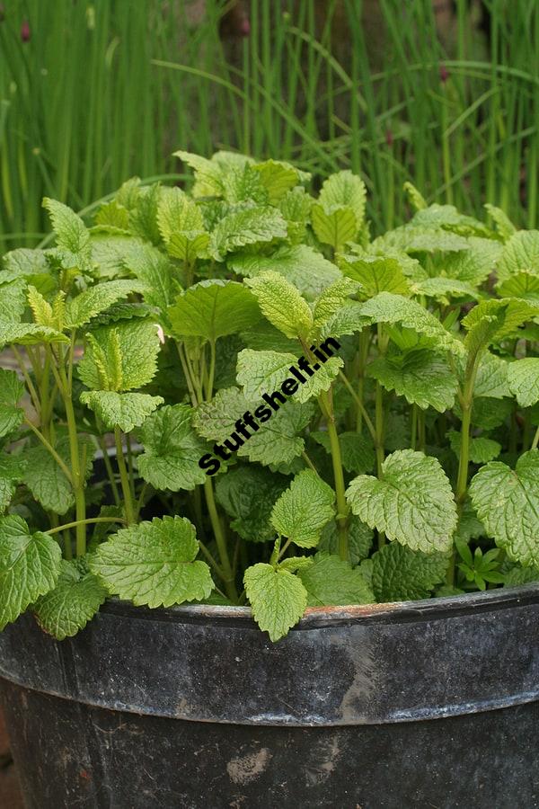 How to Plant Grow and Harvest Lemon Balm