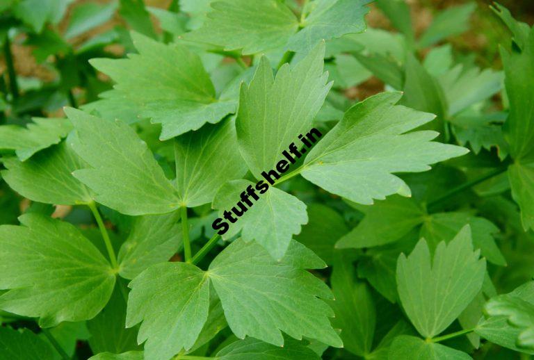 How to Plant Grow and Harvest Lovage