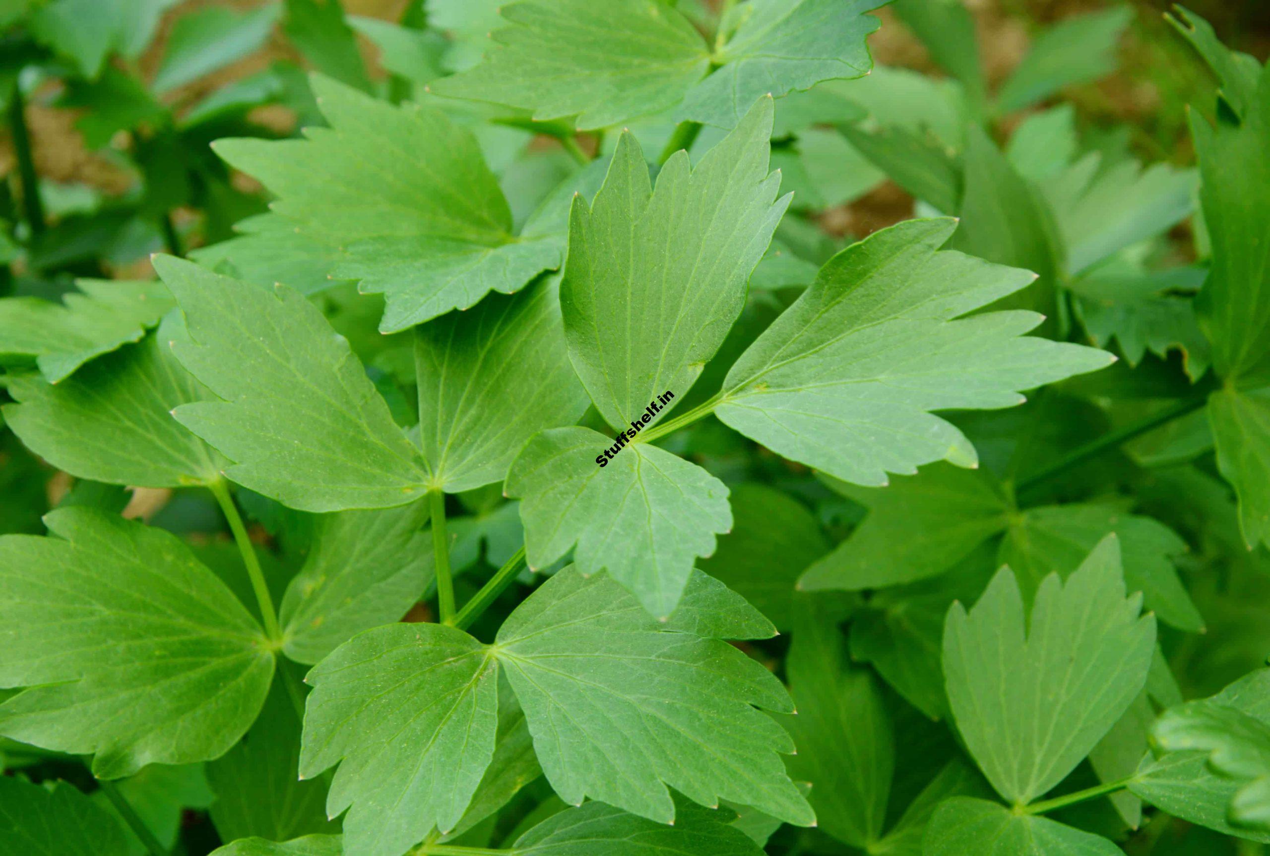 How to Plant Grow and Harvest Lovage