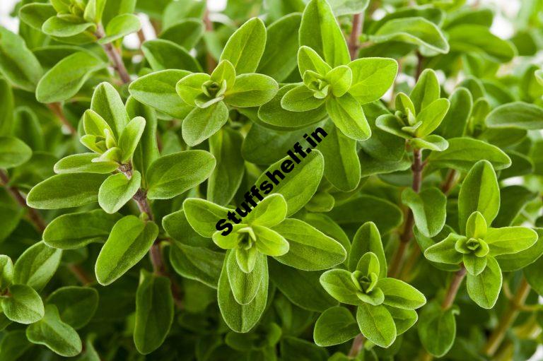 How to Plant Grow and Harvest Marjoram