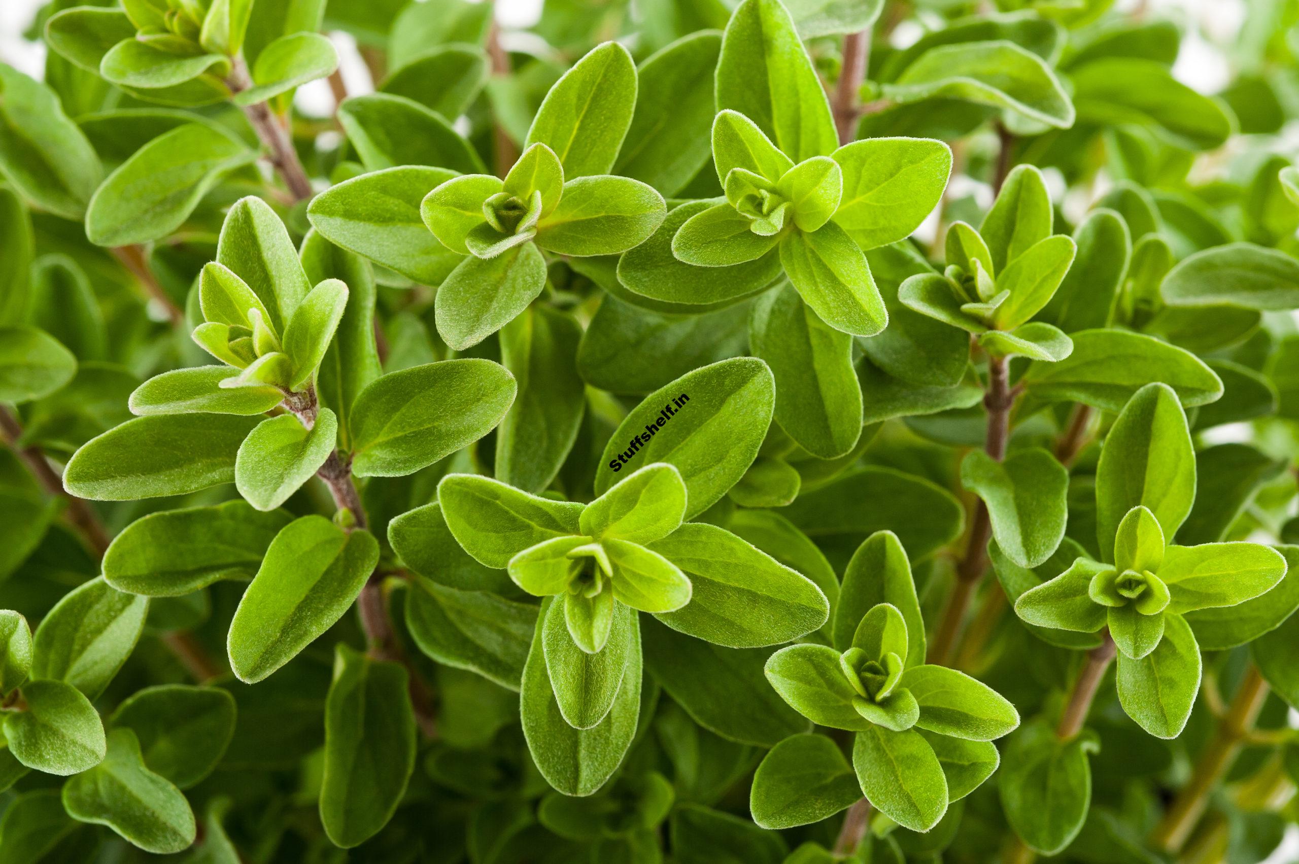 How to Plant, Grow, and Harvest Marjoram