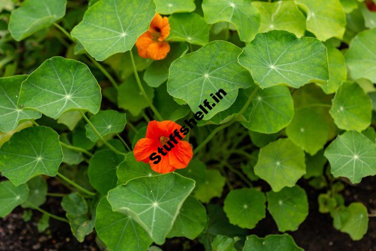 How to Plant Grow and Harvest Nasturtium Herb Harvest to Table