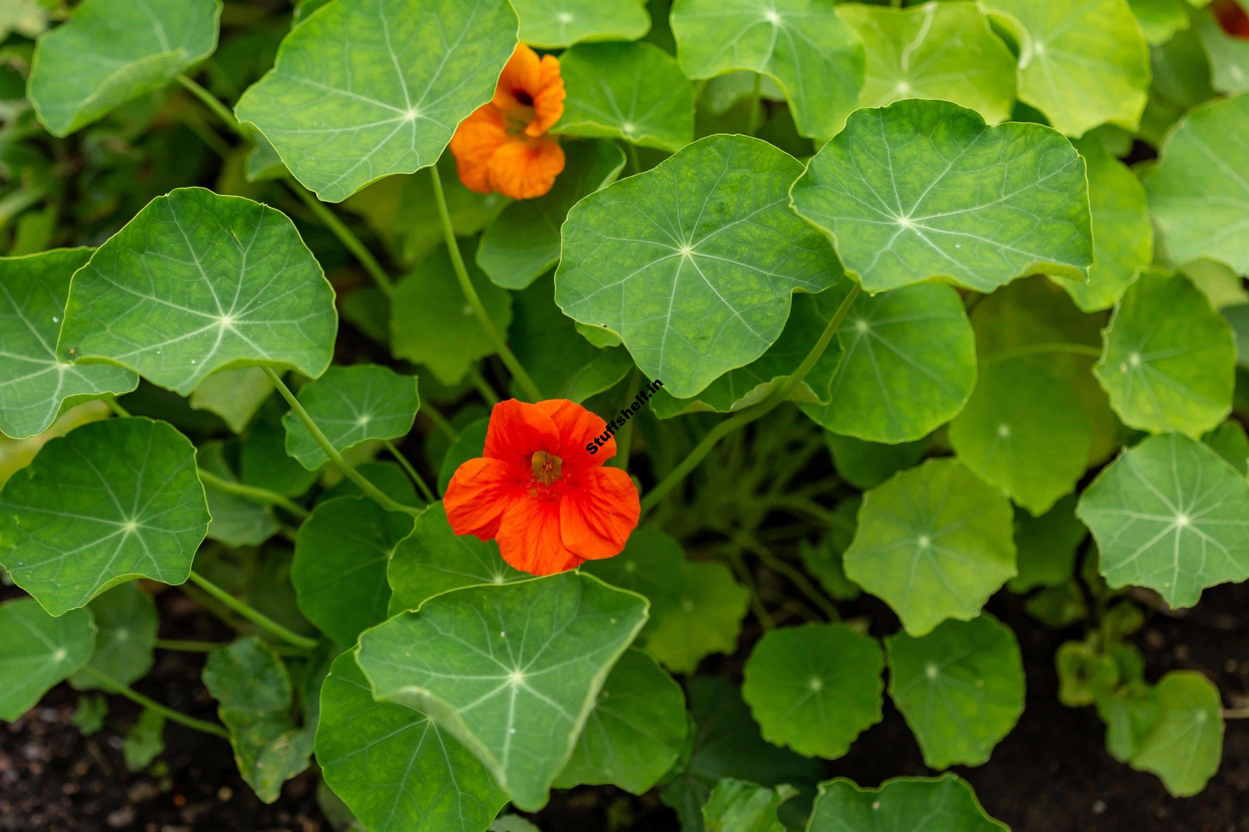 How to Plant, Grow, and Harvest Nasturtium Herb -Harvest to Table