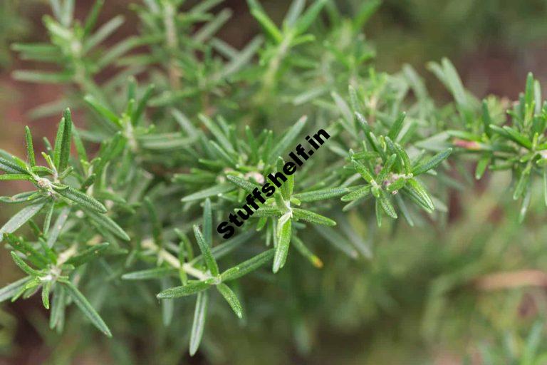 How to Plant Grow and Harvest Rosemary