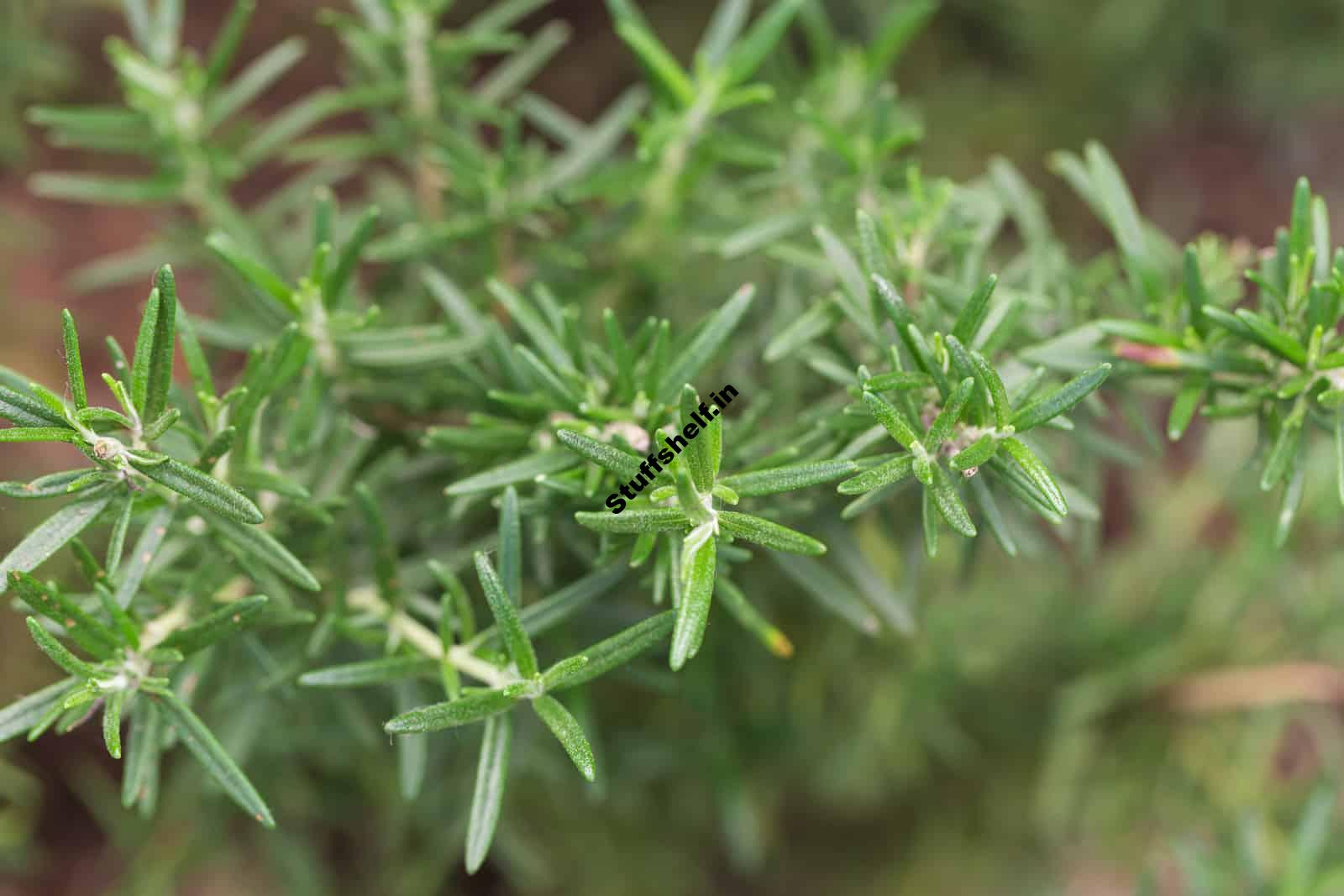 How to Plant, Grow, and Harvest Rosemary