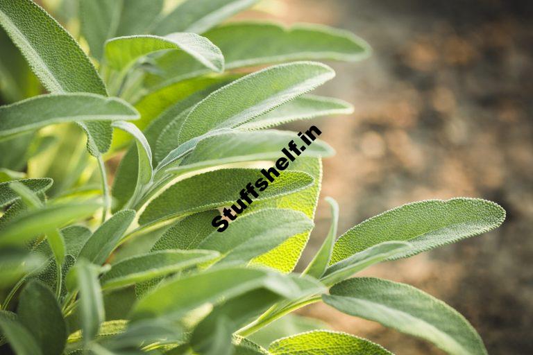 How to Plant Grow and Harvest Sage