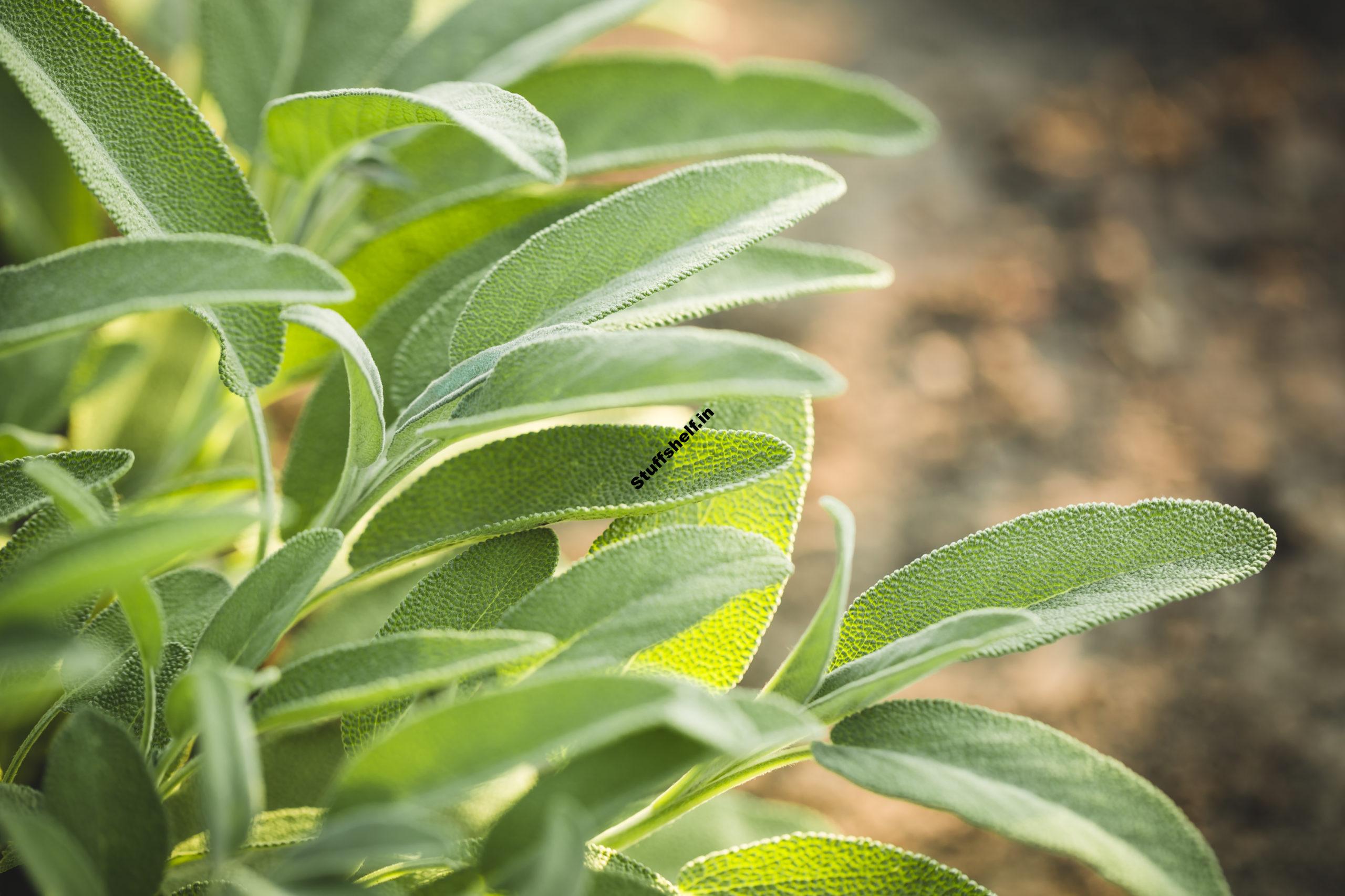 How to Plant Grow and Harvest Sage