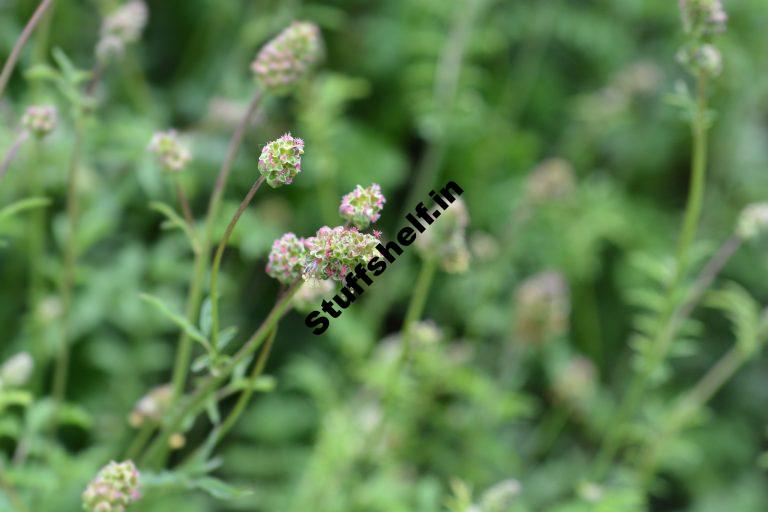 How to Plant Grow and Harvest Salad Burnet