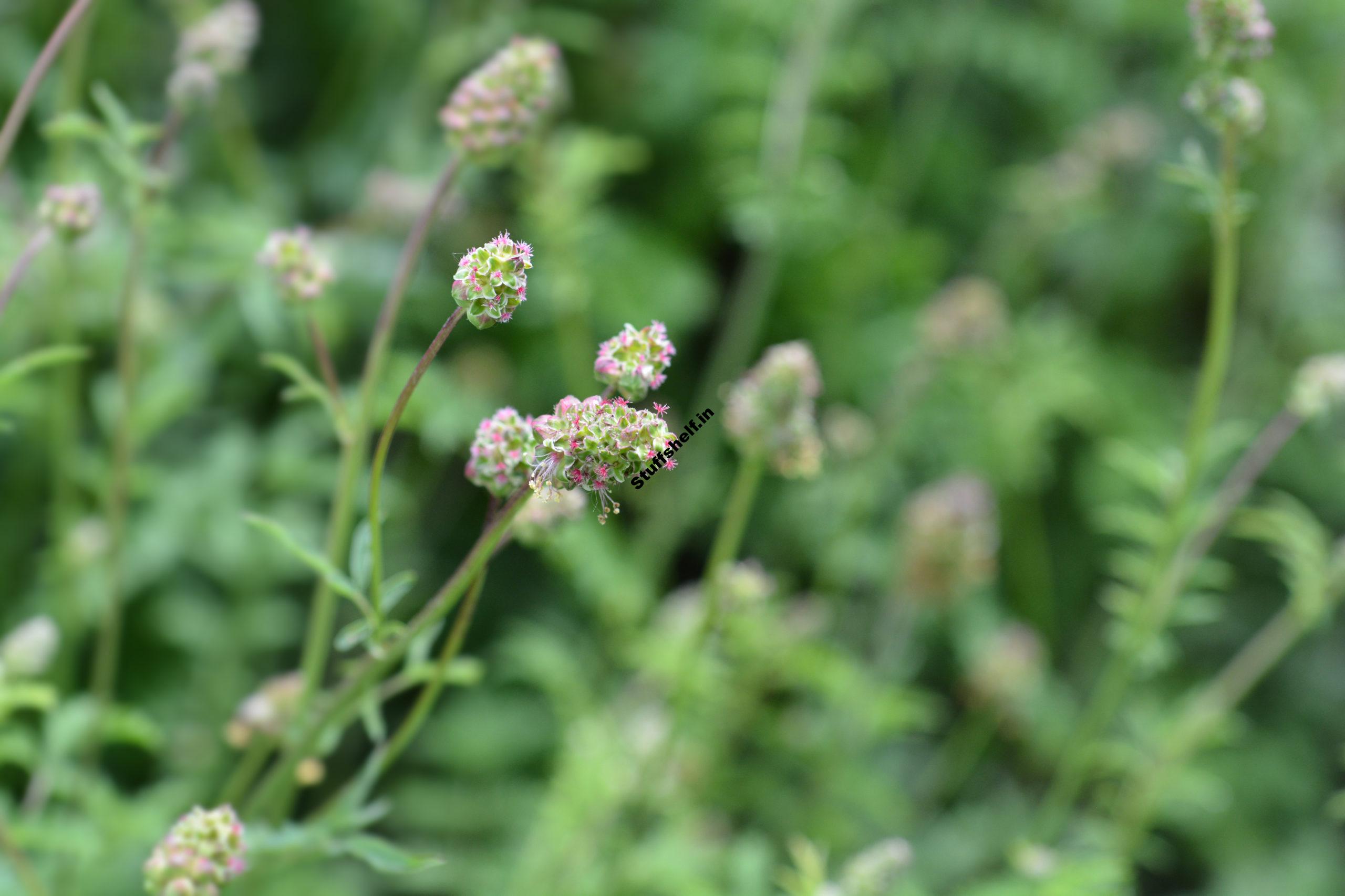 How to Plant, Grow, and Harvest Salad Burnet