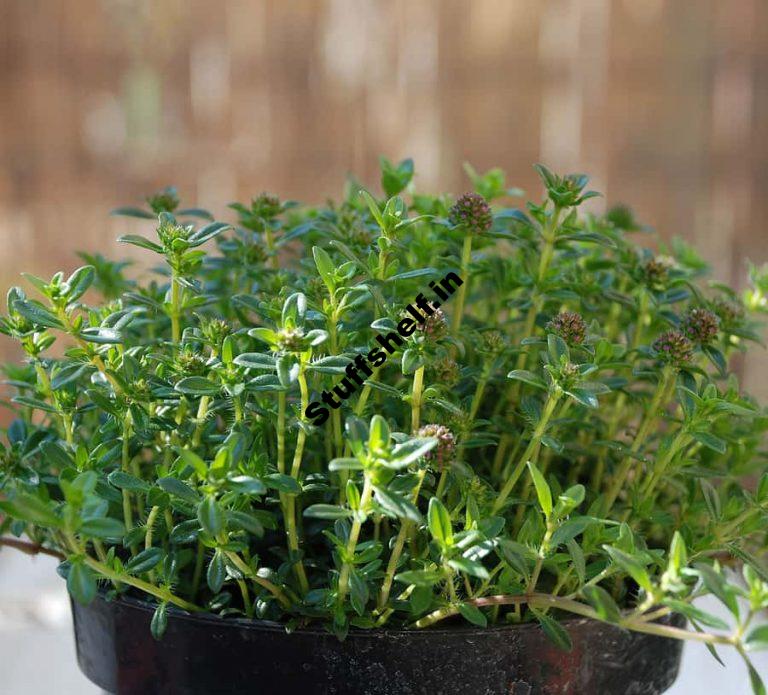 How to Plant Grow and Harvest Savory