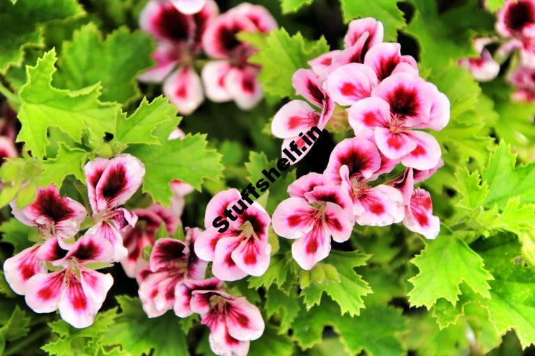 How to Plant Grow and Harvest Scented Geraniums