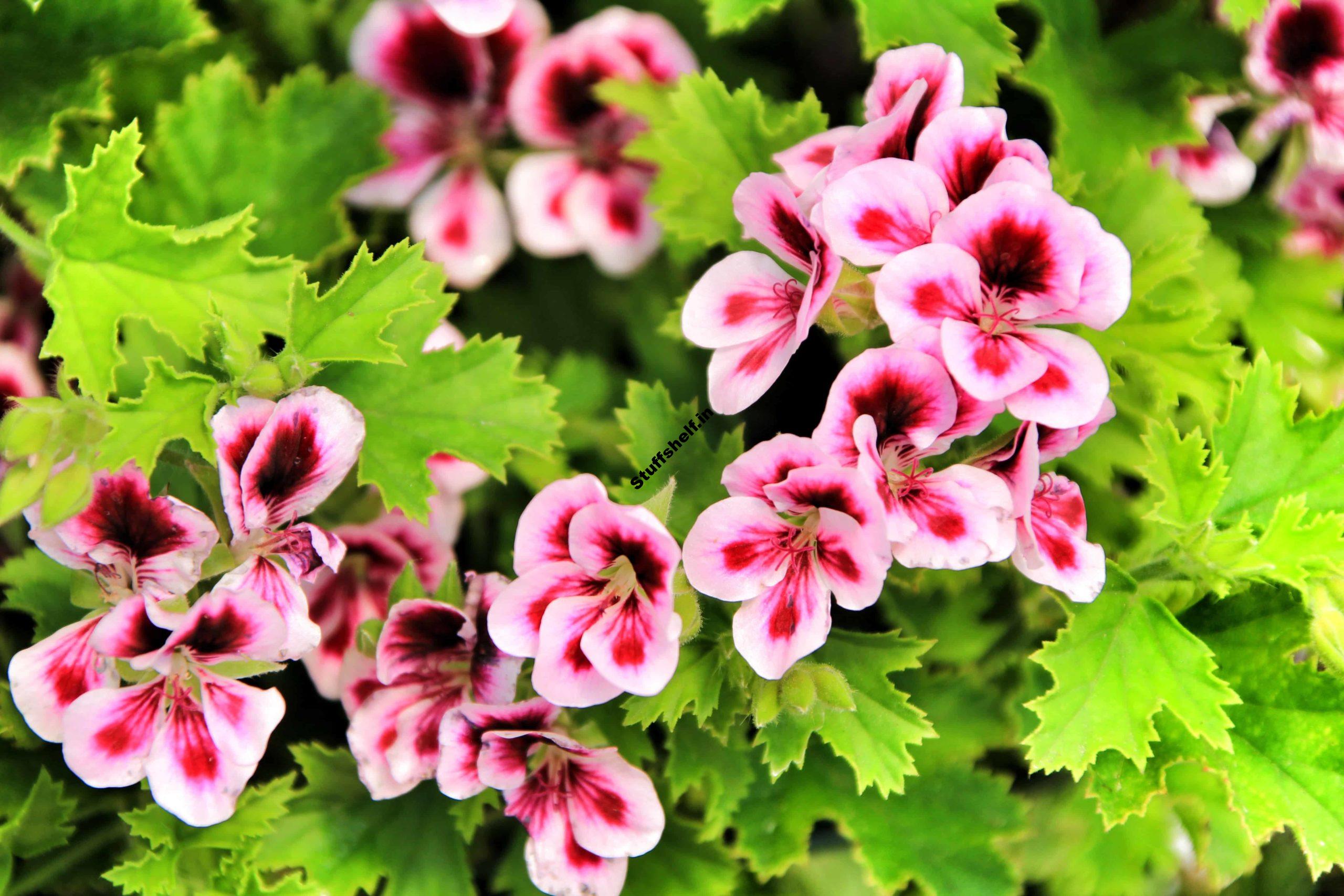 How to Plant Grow and Harvest Scented Geraniums