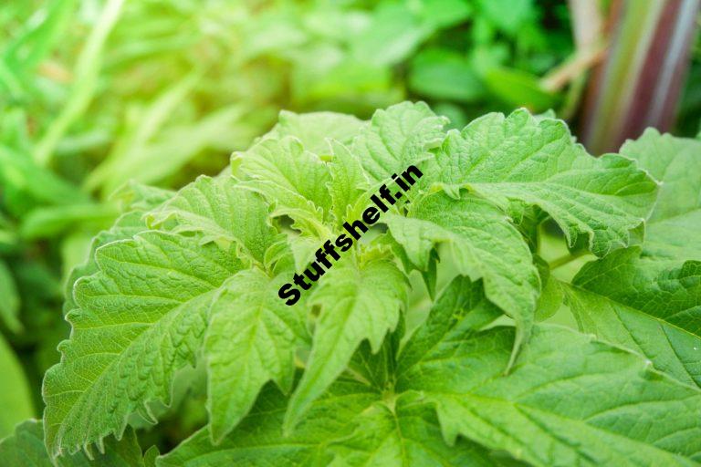 How to Plant Grow and Harvest Shiso