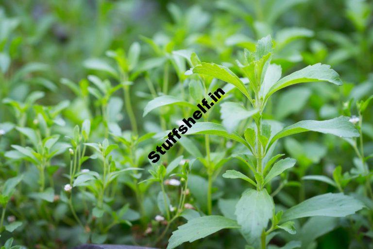 How to Plant Grow and Harvest Stevia