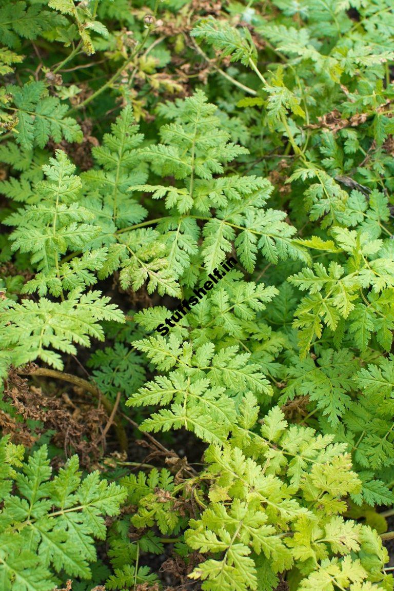 How you can Plant, Increase, and Harvest Sweet Cicely