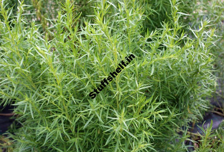 How to Plant Grow and Harvest Tarragon