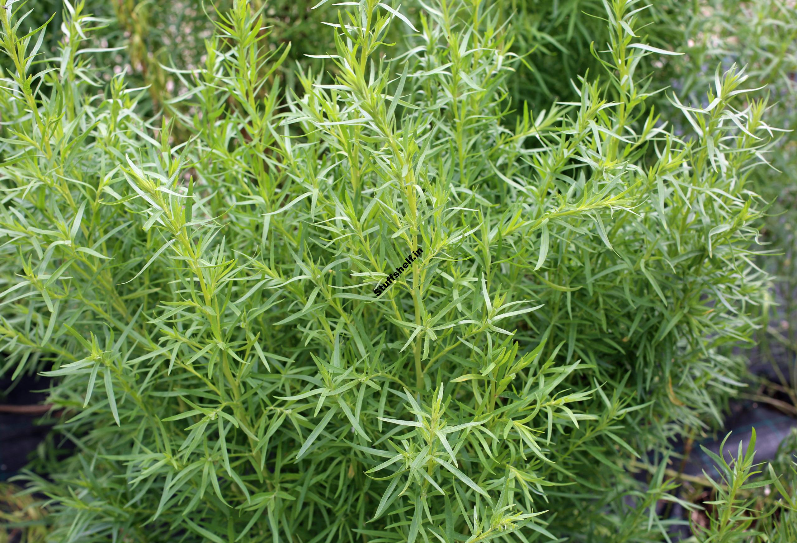 How to Plant, Grow, and Harvest Tarragon