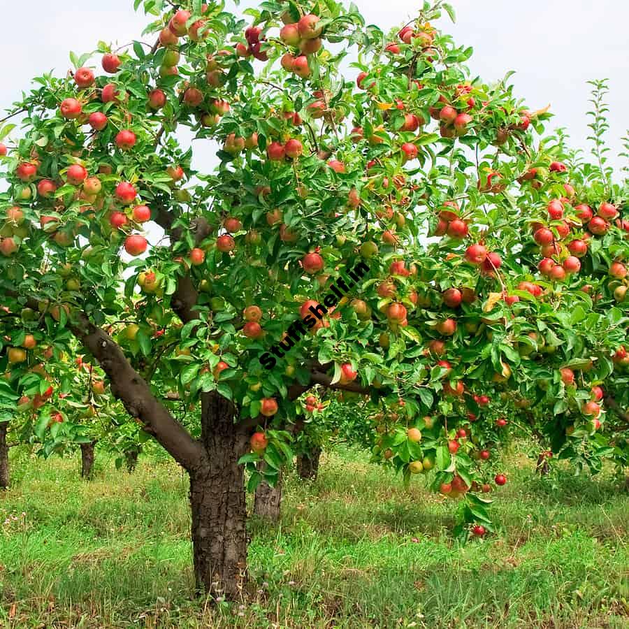 How to Plant Grow Prune and Harvest Apples