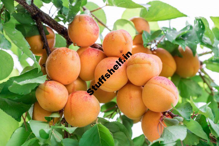 How to Plant Grow Prune and Harvest Apricot Trees