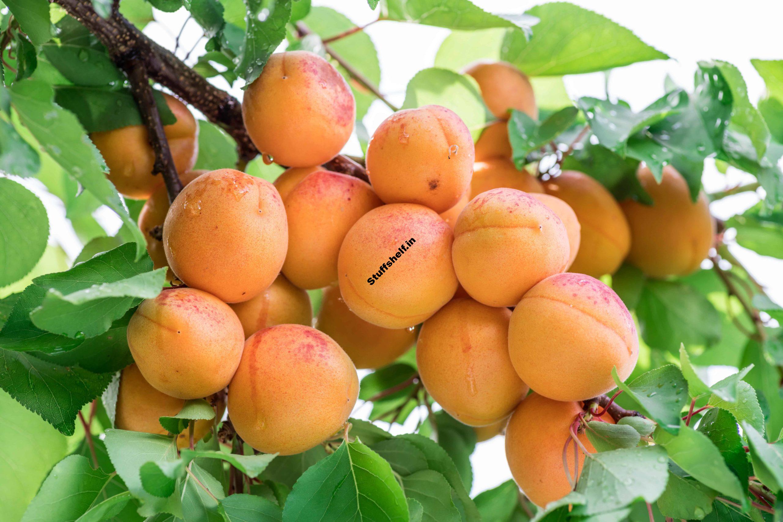 How to Plant, Grow, Prune, and Harvest Apricot Trees