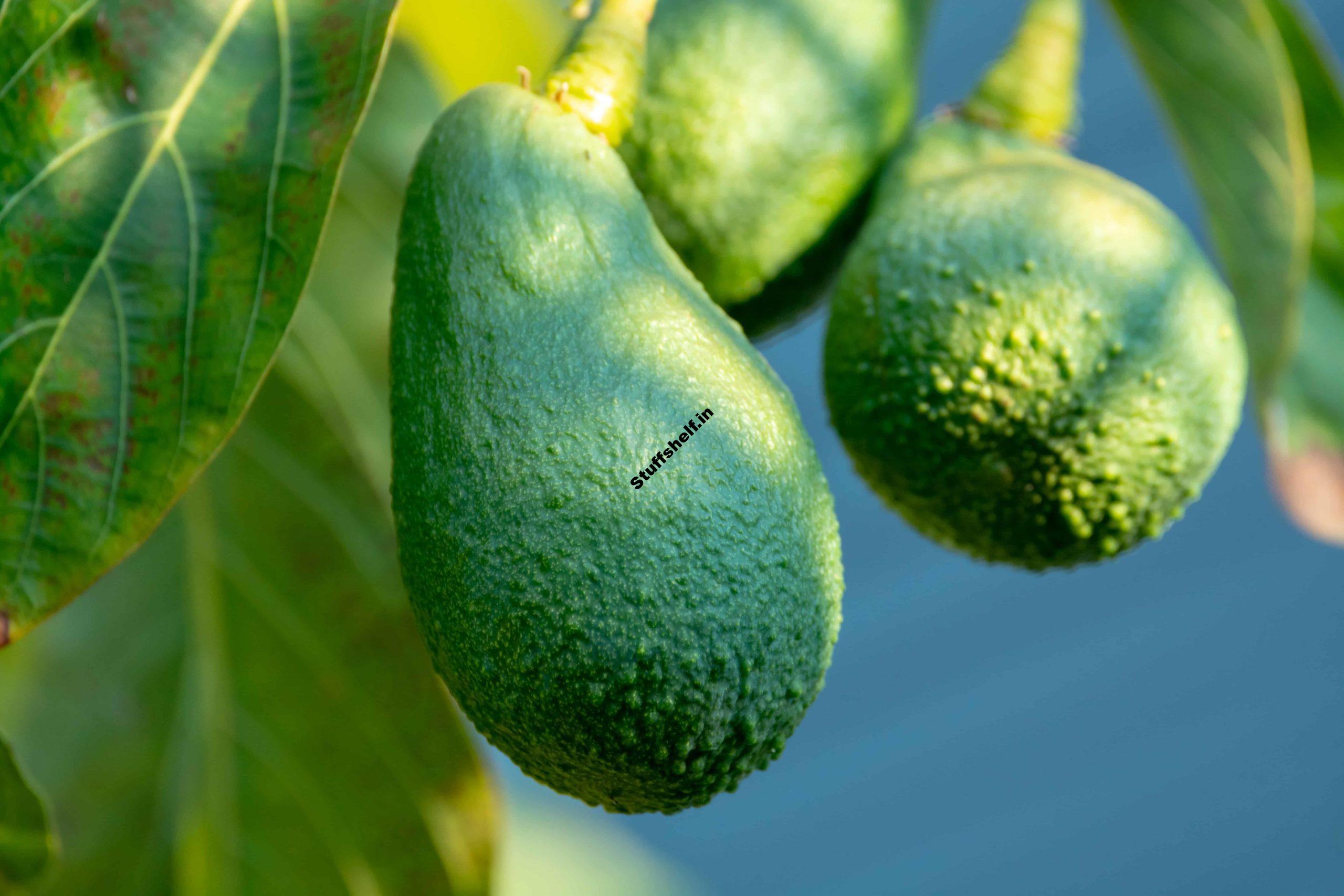 How to Plant, Grow, and Harvest Avocados