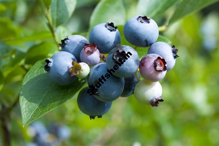 How to Plant Grow and Harvest Blueberries