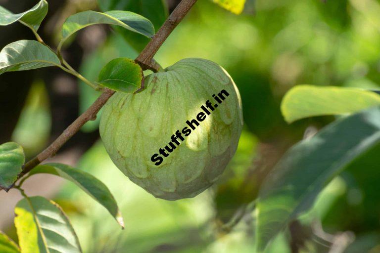 How to Plant Grow and Harvest Cherimoya