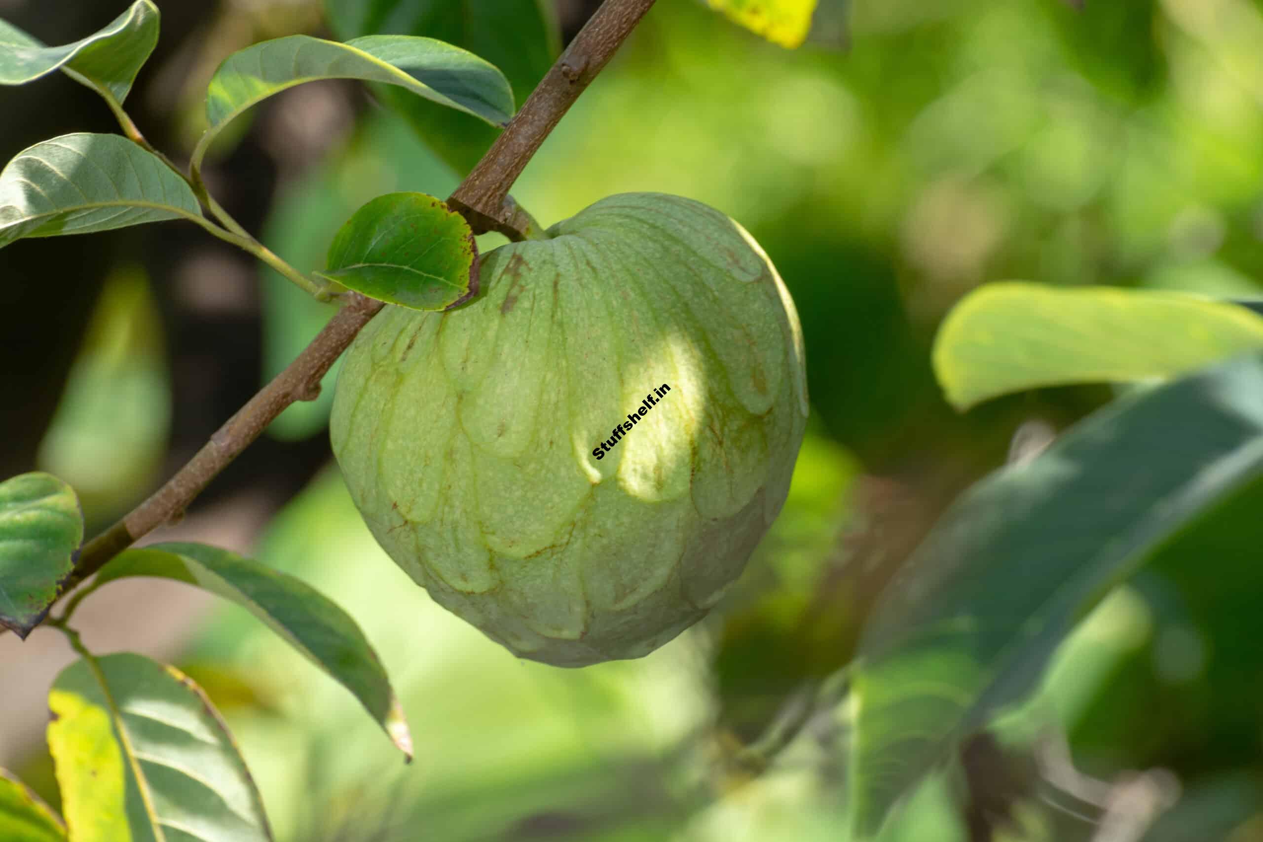 How to Plant Grow and Harvest Cherimoya