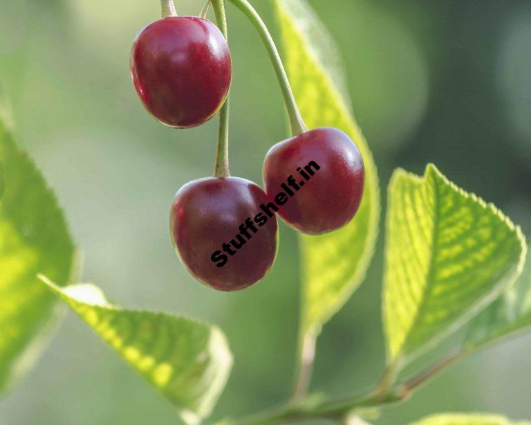 How to Plant Grow and Harvest Cherry Trees