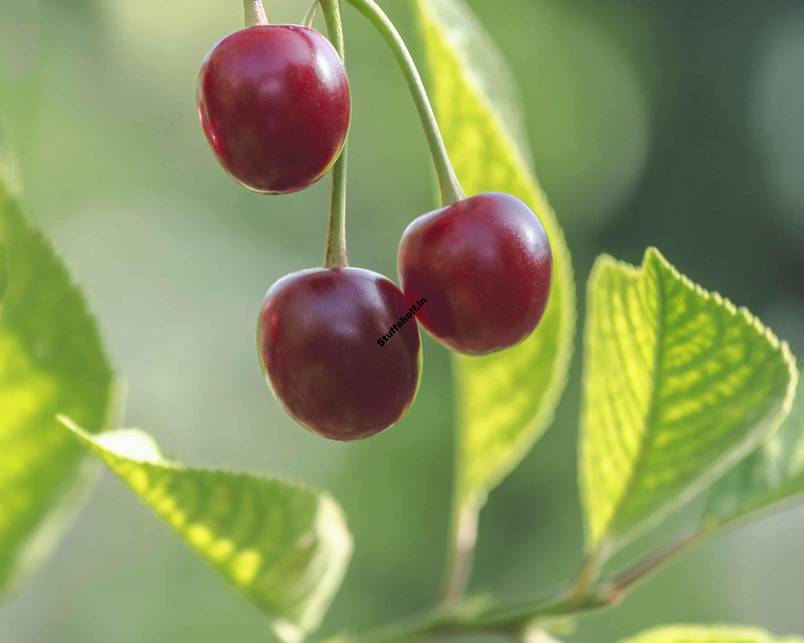 How to Plant Grow and Harvest Cherry Trees