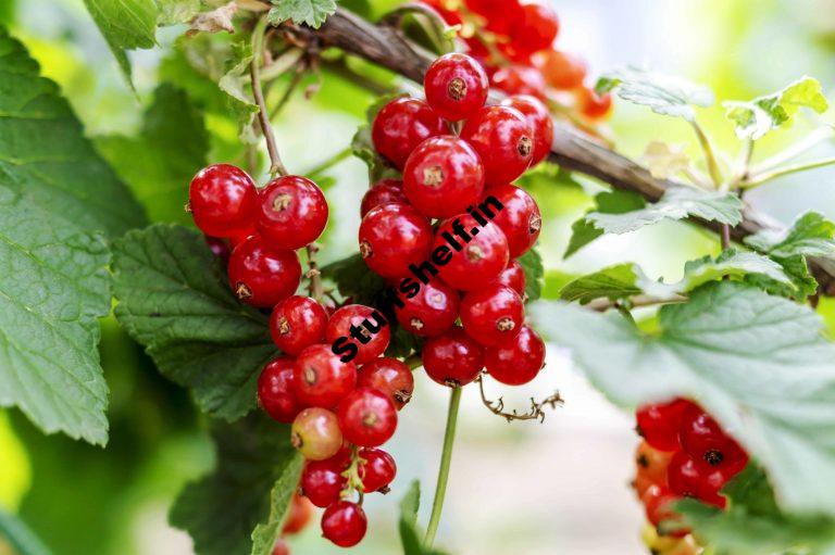 How to Plant Grow Prune and Harvest Currants