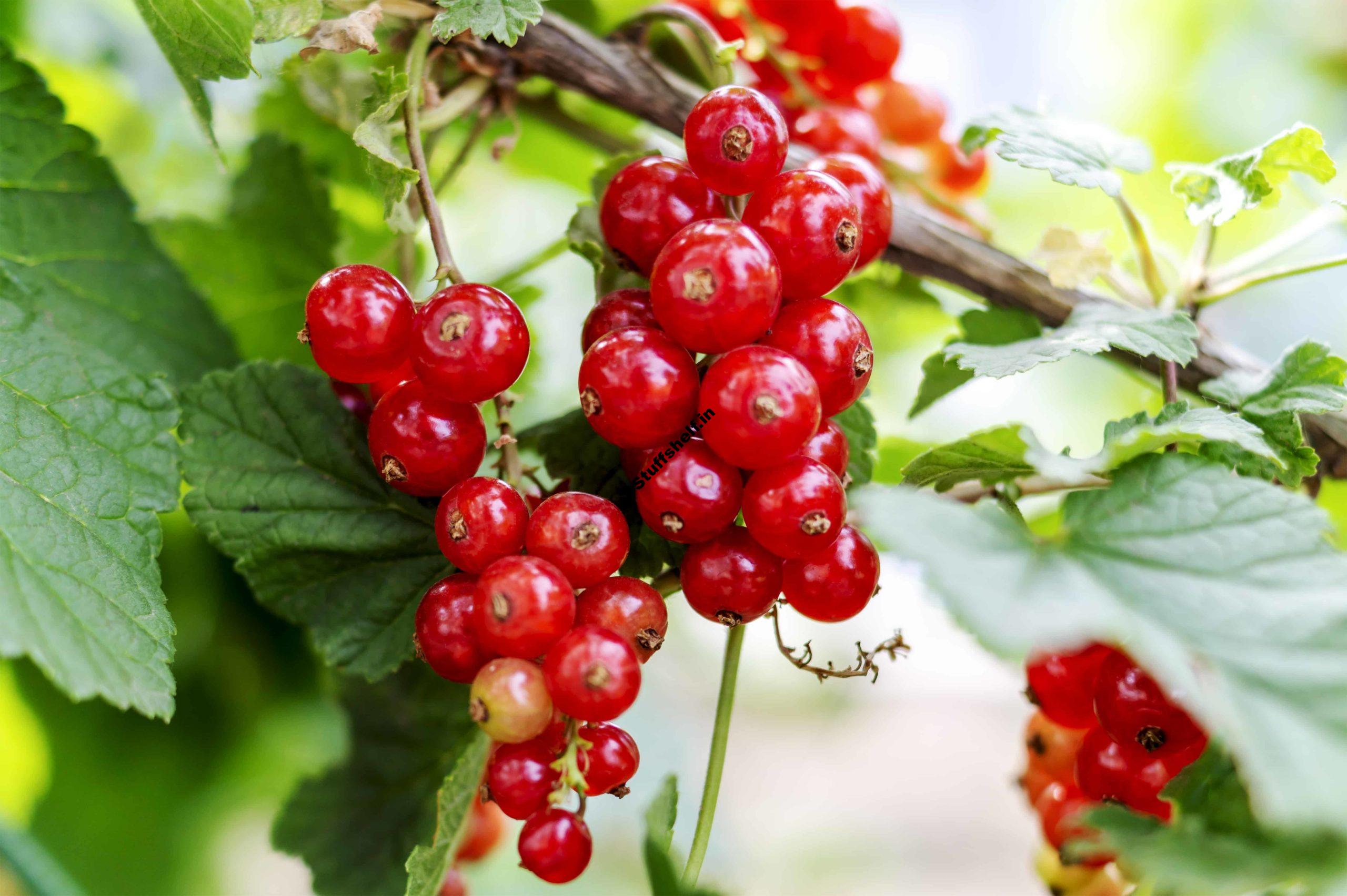 How to Plant, Grow, Prune, and Harvest Currants