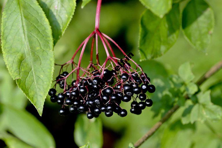 How to Plant Grow Prune and Harvest Elderberries