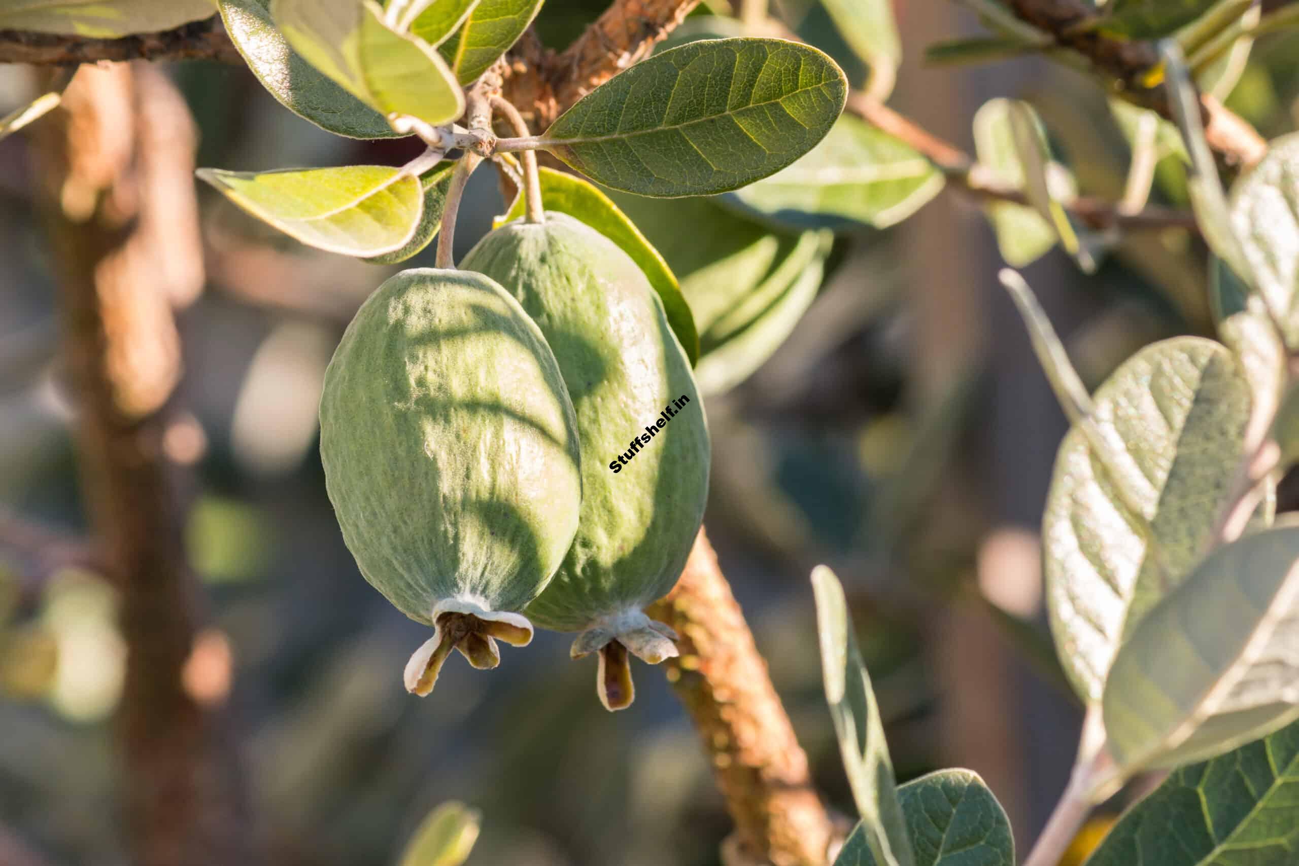 How to Plant, Grow, and Harvest Feijoa Pineapple Guava