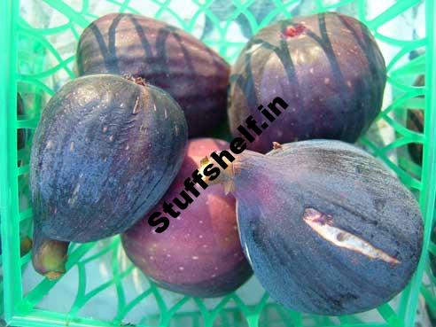 How to Plant Grow Prune and Harvest Figs