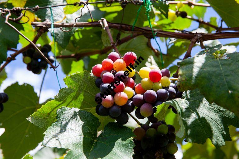 How to Plant Grow Prune and Harvest Grapes