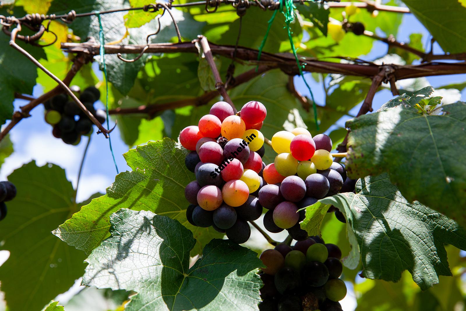 How to Plant Grow Prune and Harvest Grapes