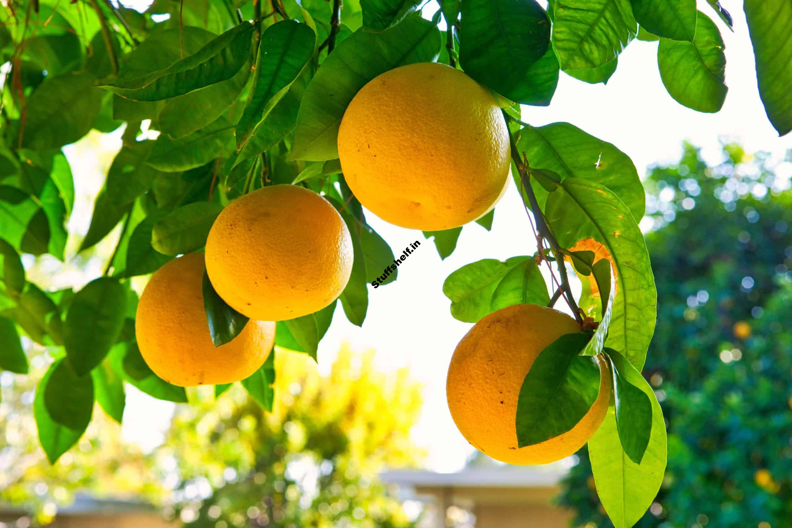 Grapefruits for Backyard Gardens Harvest to Table