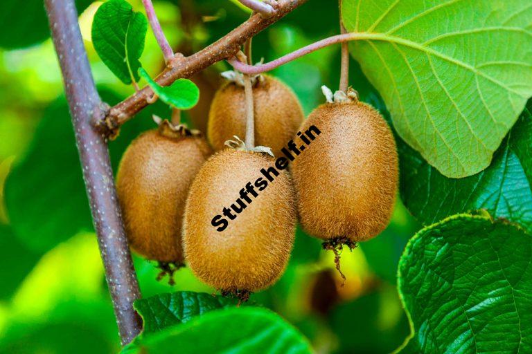 How to Plant Grow Prune and Harvest Kiwifruit