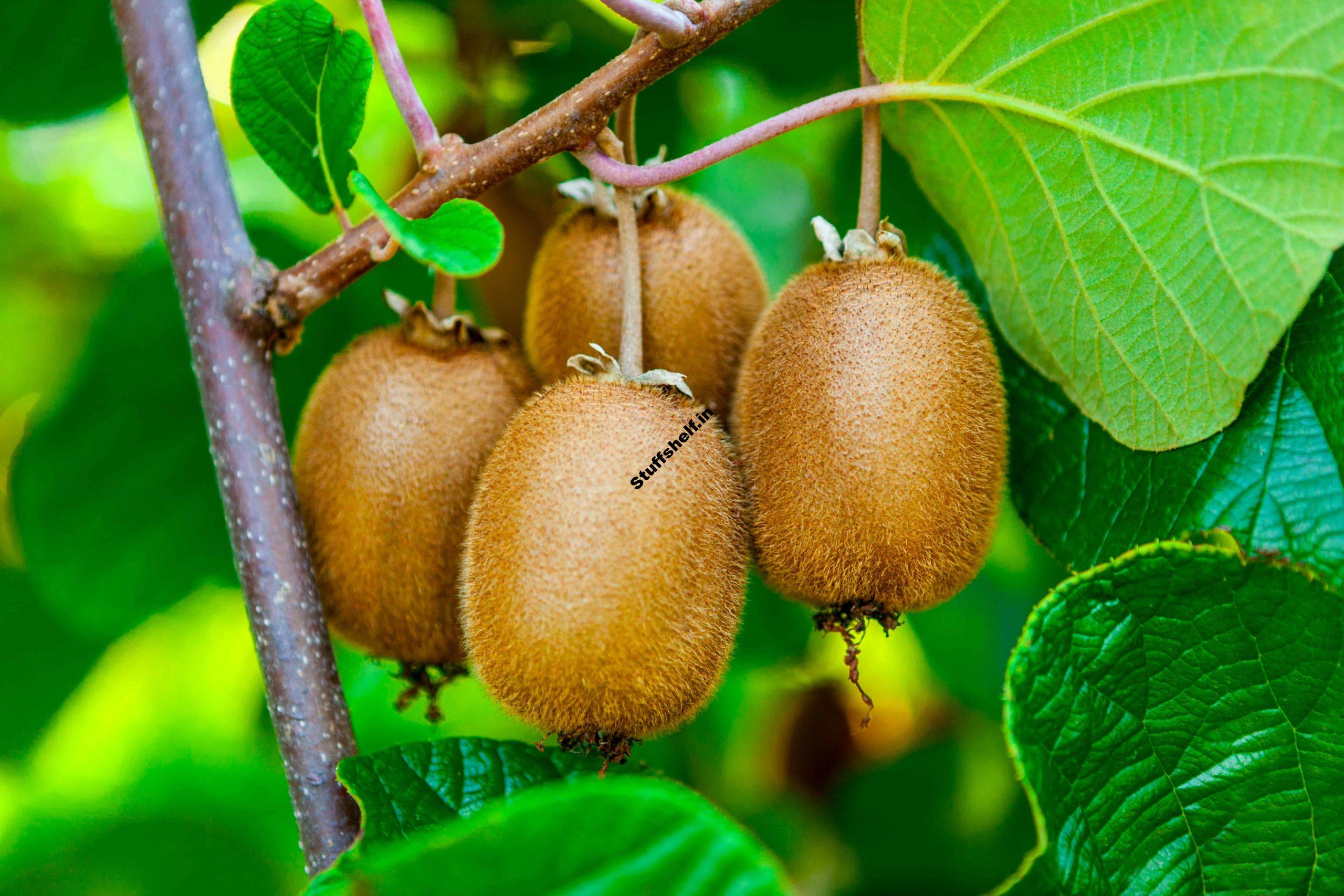 How to Plant, Grow, Prune, and Harvest Kiwifruit