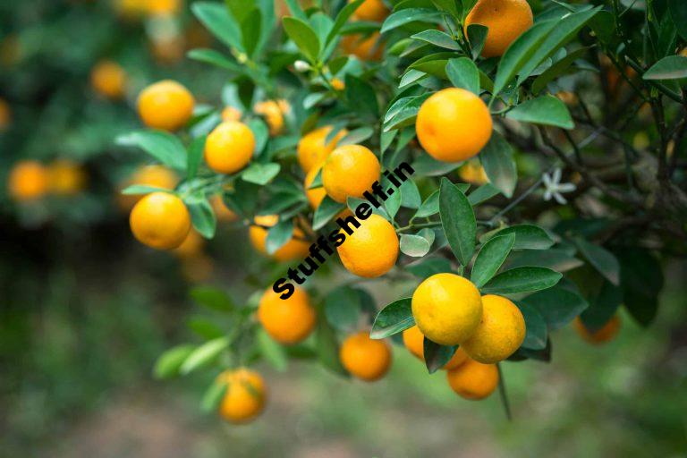 Kumquats for Backyard Gardens Harvest to Table