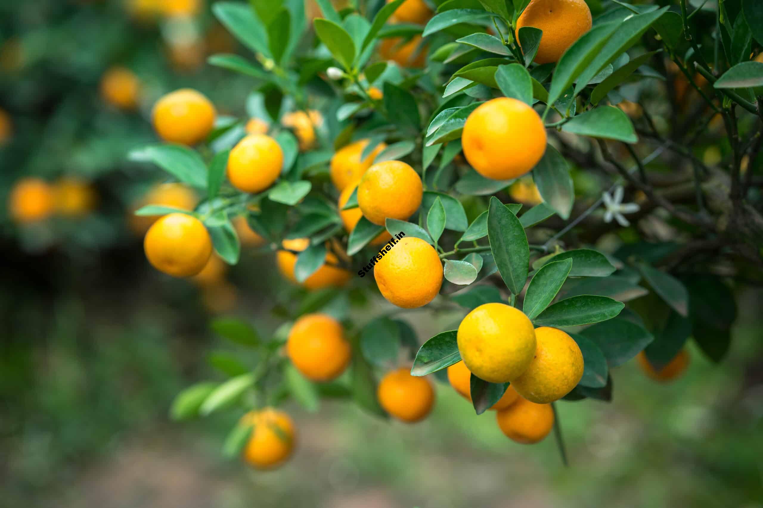 Kumquats for Backyard Gardens Harvest to Table