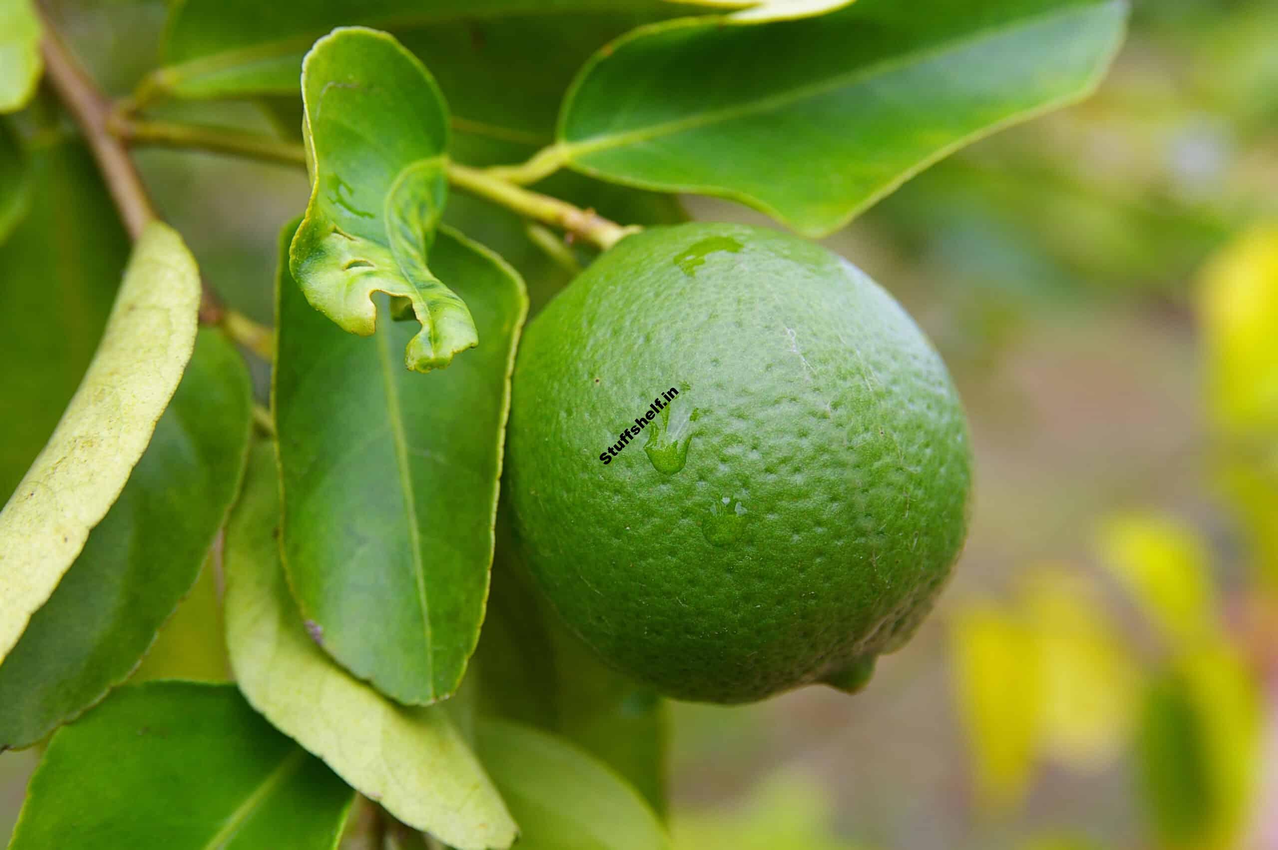 Limes for Backyard Gardens Harvest to Table