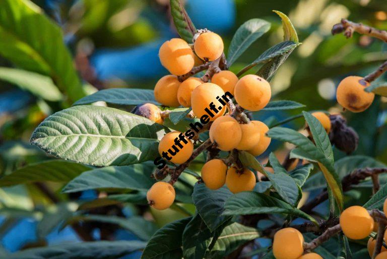 How to Plant Grow Prune and Harvest Loquats