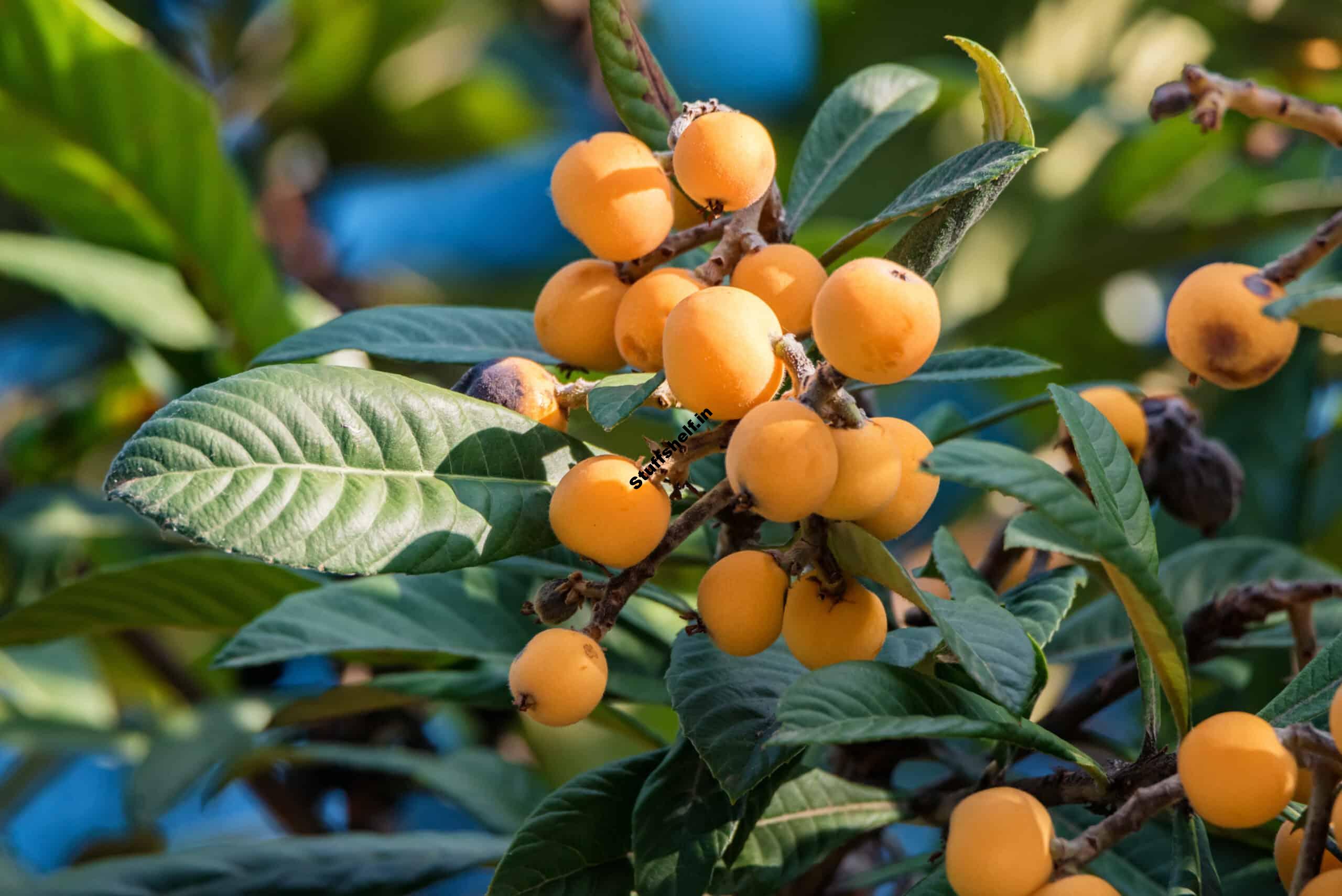 How to Plant Grow Prune and Harvest Loquats