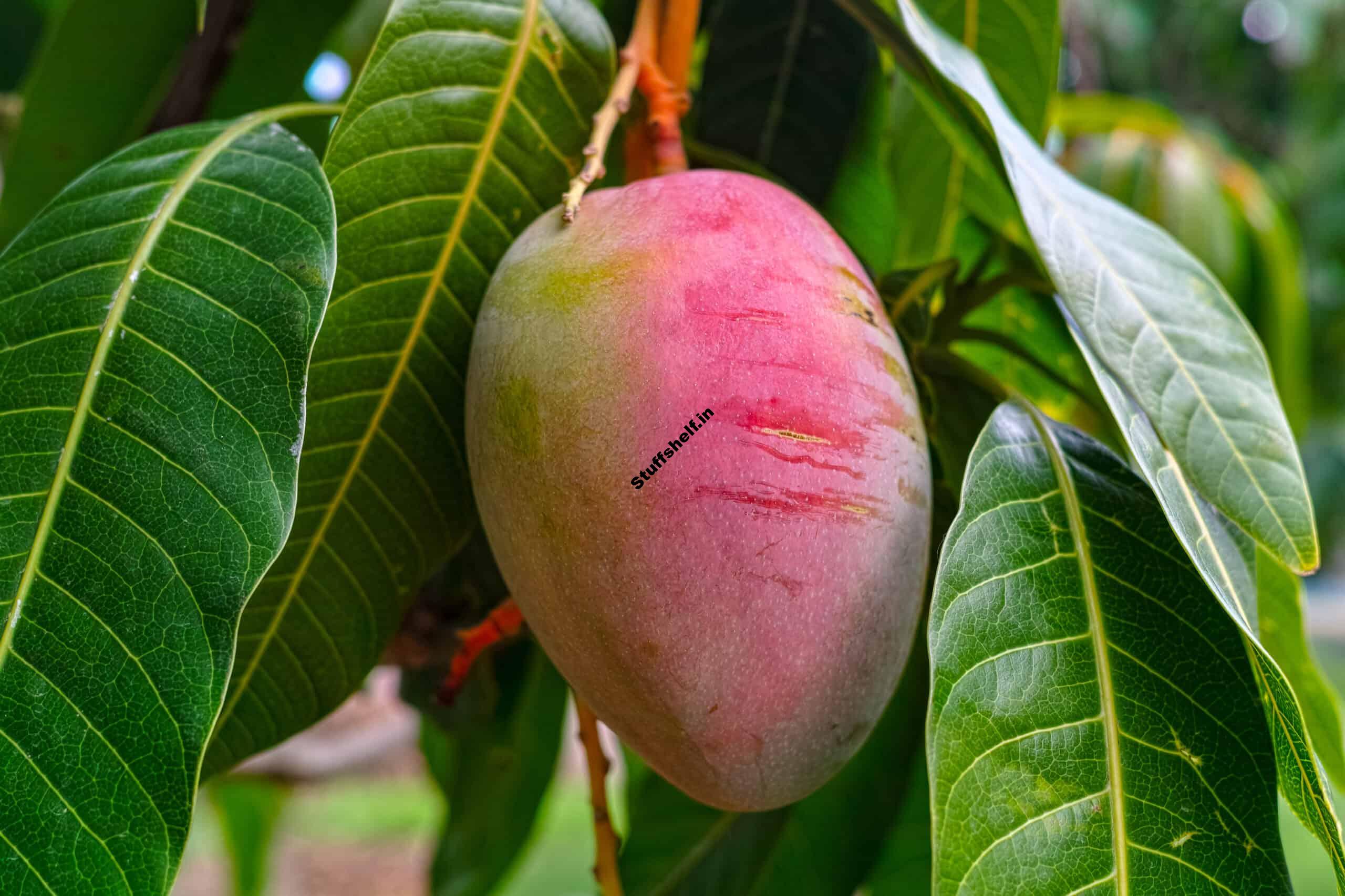 How to Plant, Grow, and Harvest Mango