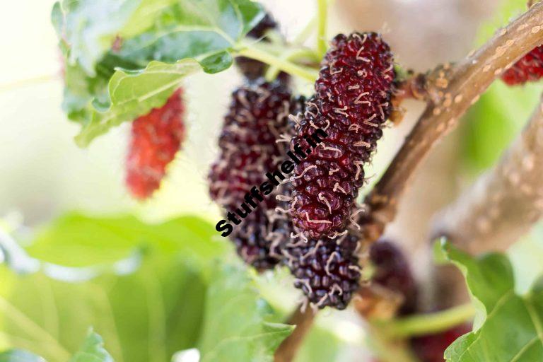 How to Plant Grow Prune and Harvest Mulberry