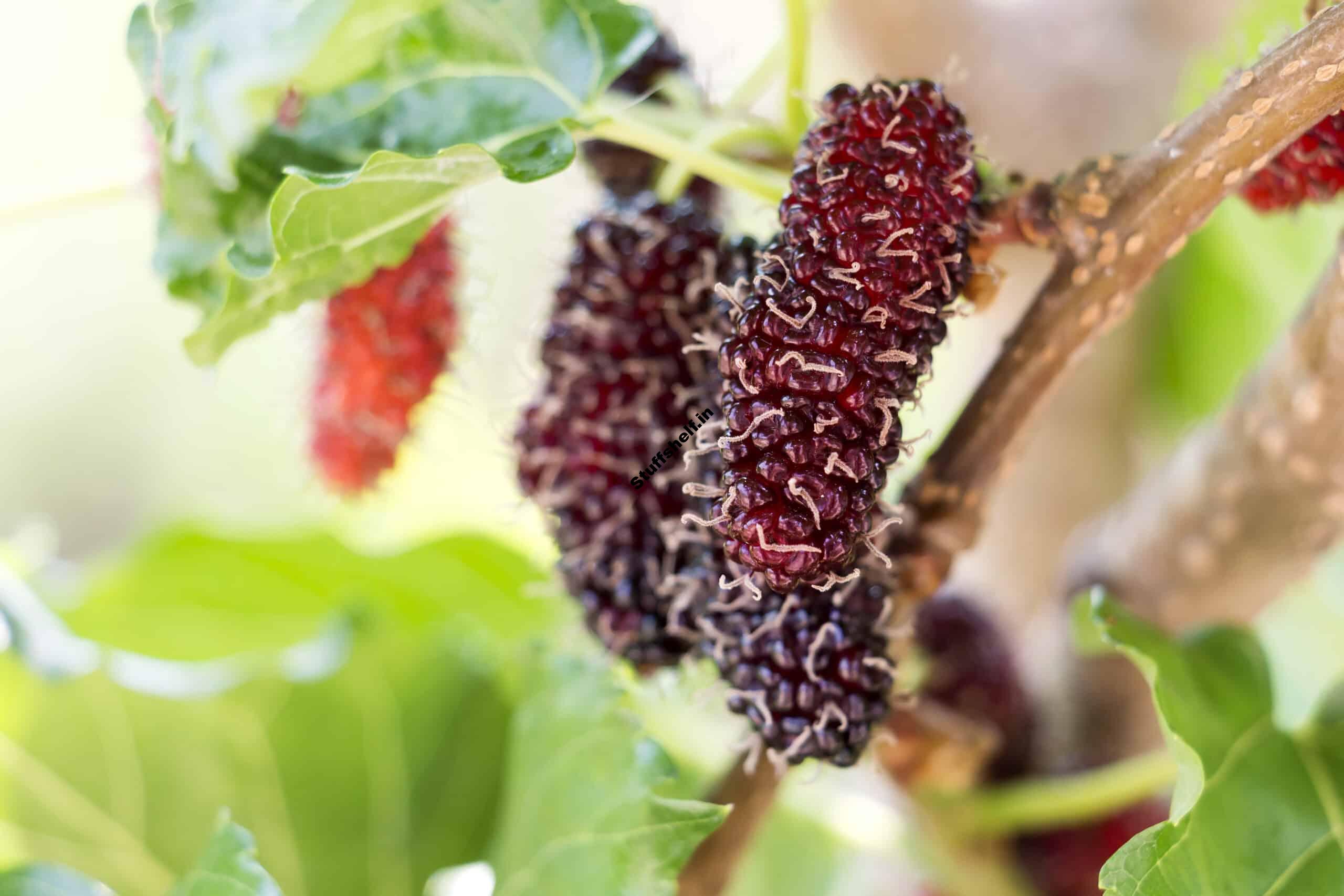 How to Plant Grow Prune and Harvest Mulberry