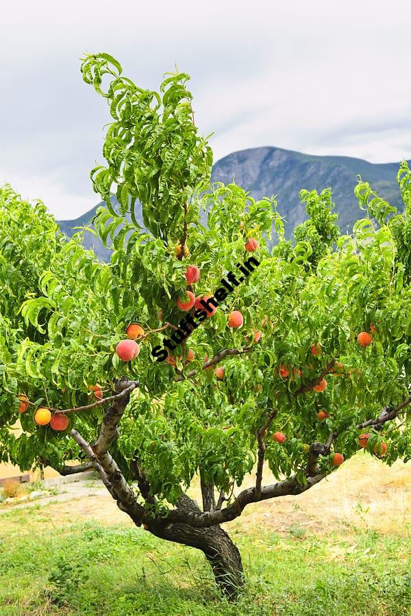 How to Plant Grow Prune and Harvest Peaches and Nectarines